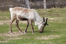 Rentier (3 von 8).jpg